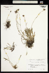 Campanula bellidifolia image