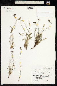 Campanula bellidifolia ssp. saxifraga image