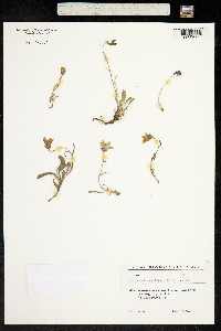 Campanula bellidifolia ssp. saxifraga image