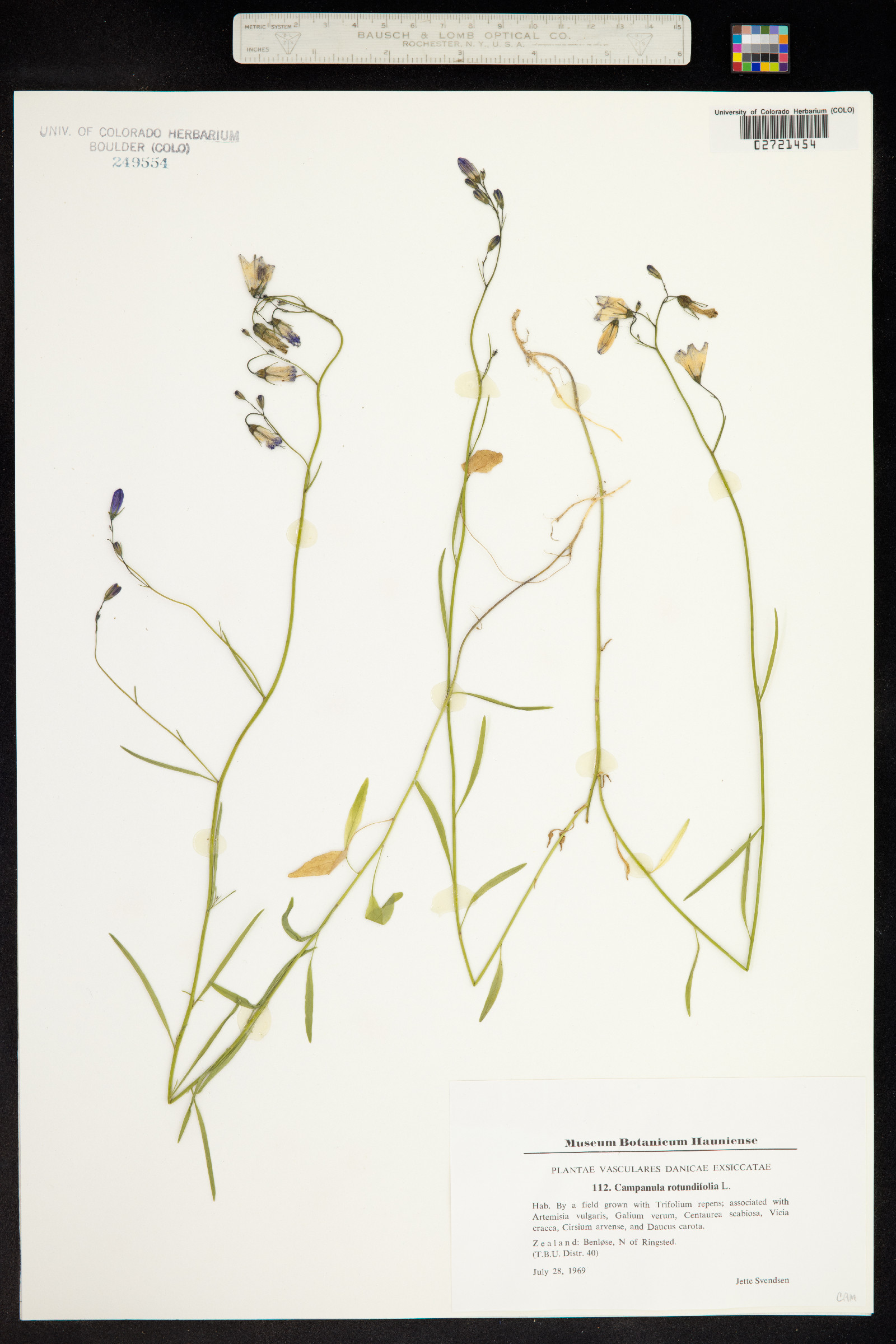 Campanula rotundifolia image