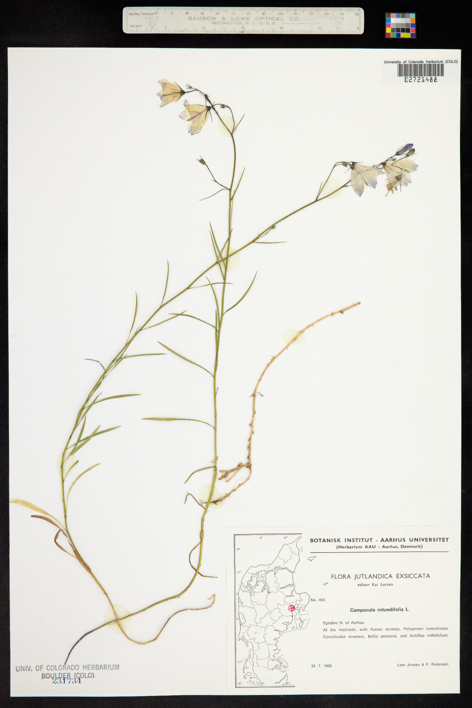 Campanula rotundifolia image