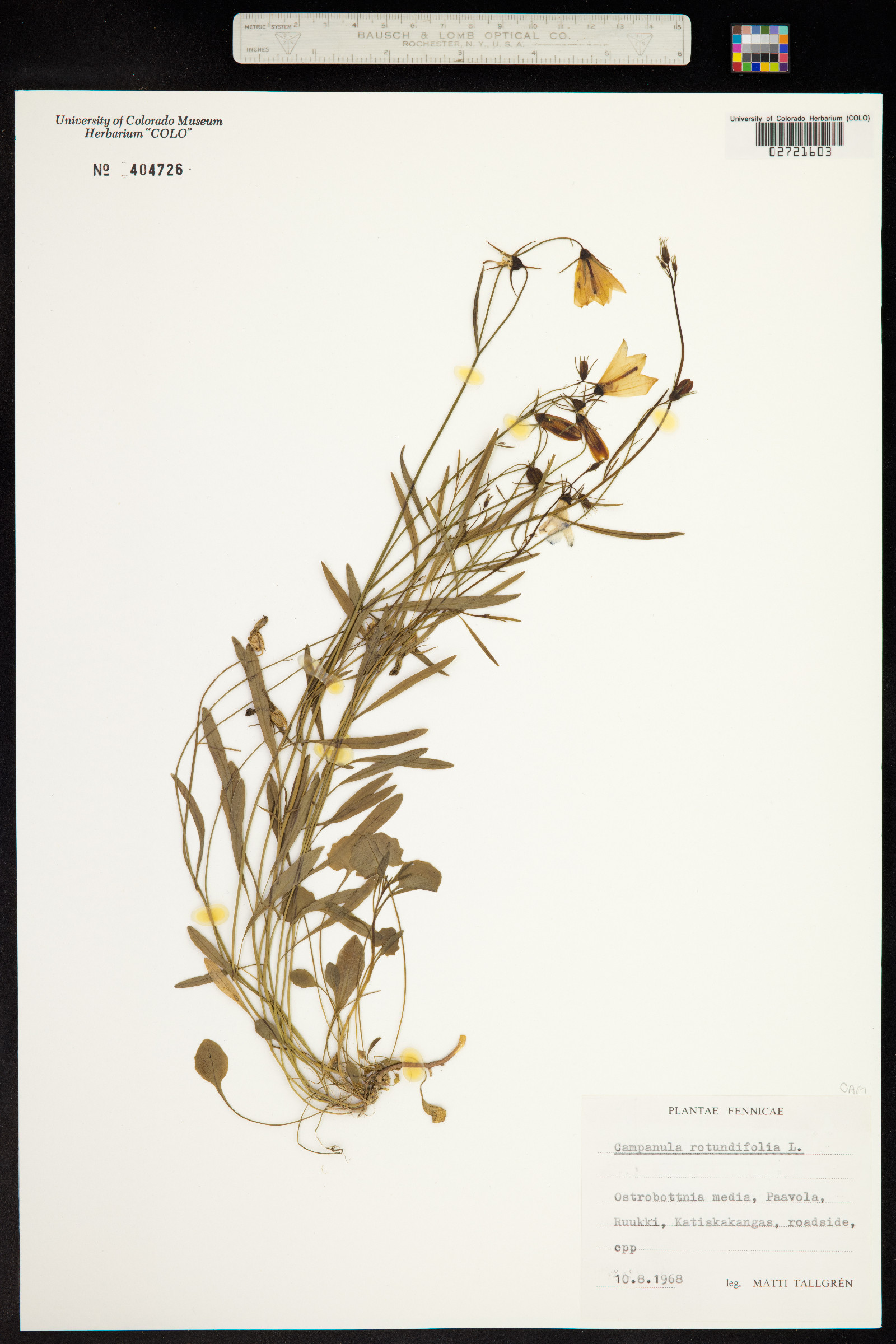 Campanula rotundifolia image