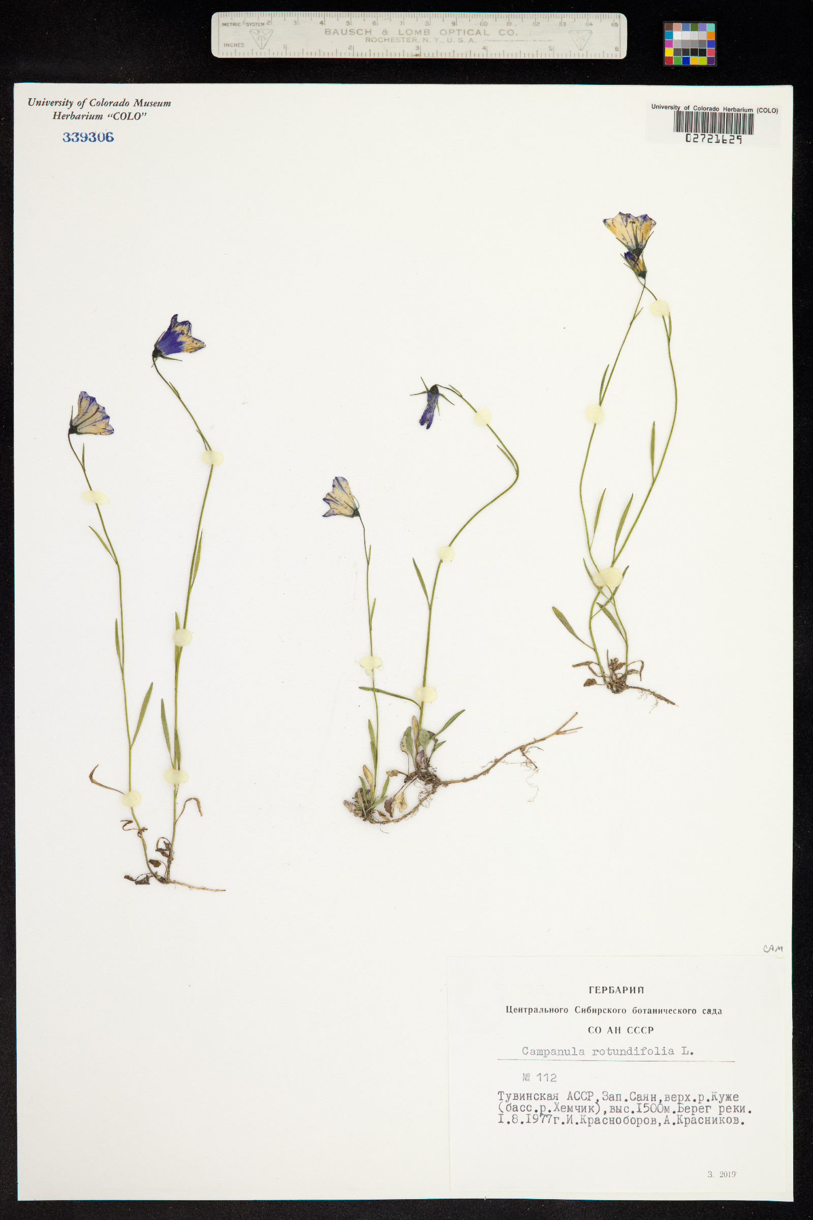 Campanula rotundifolia image