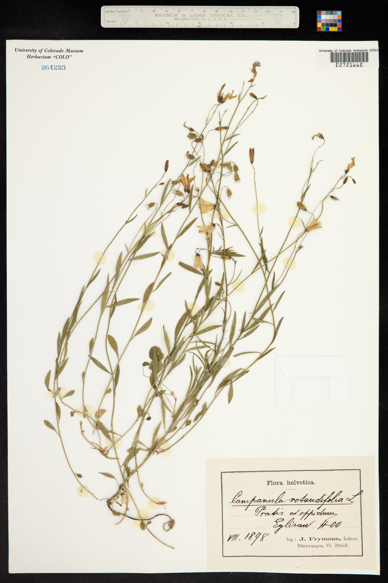 Campanula rotundifolia image
