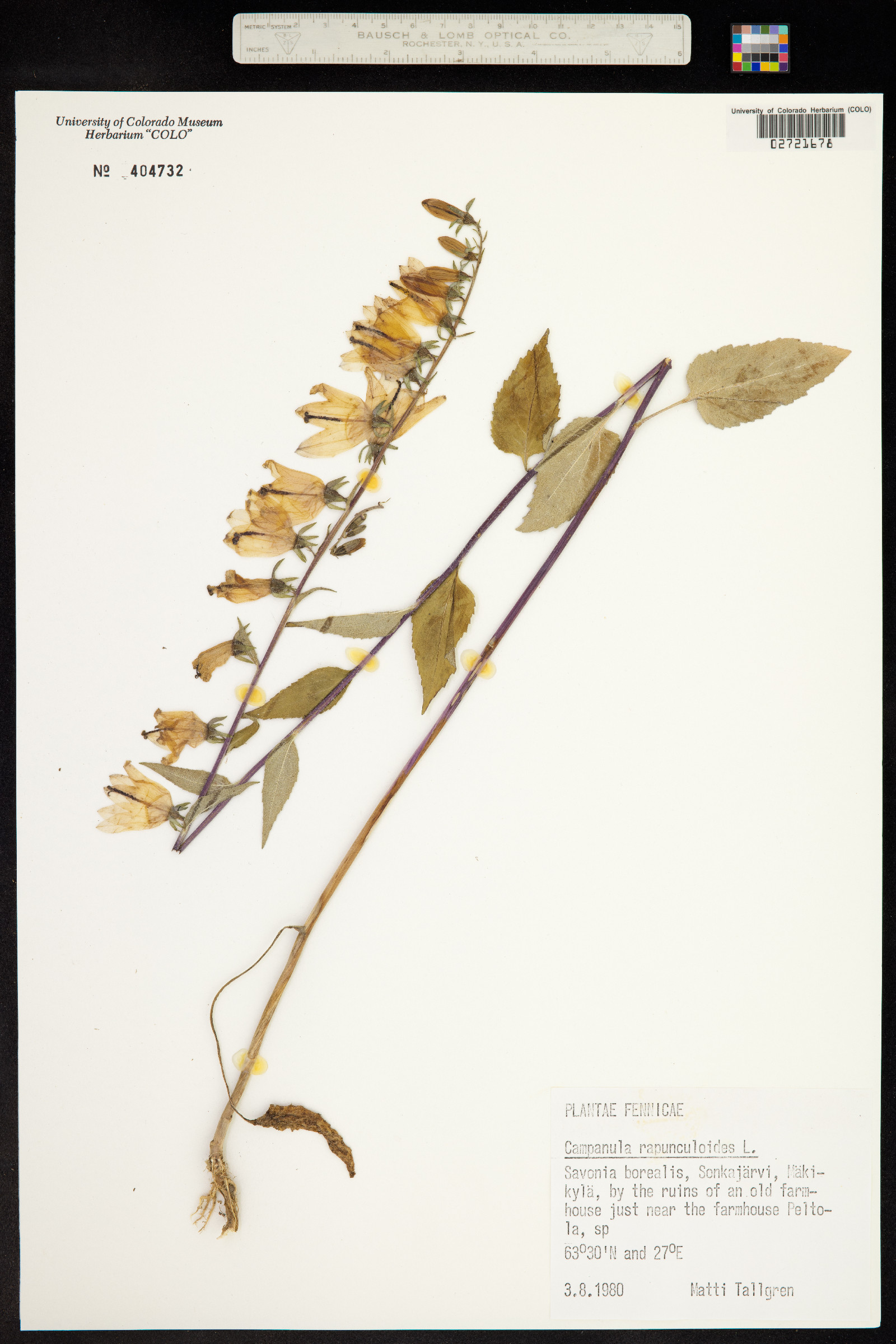 Campanula rapunculoides image