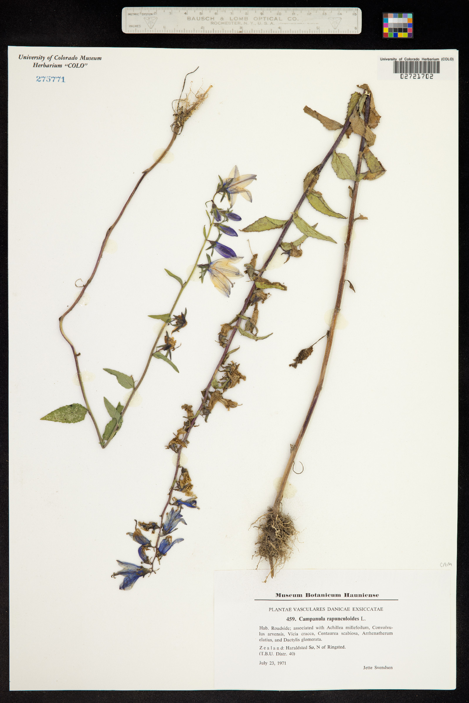 Campanula rapunculoides image