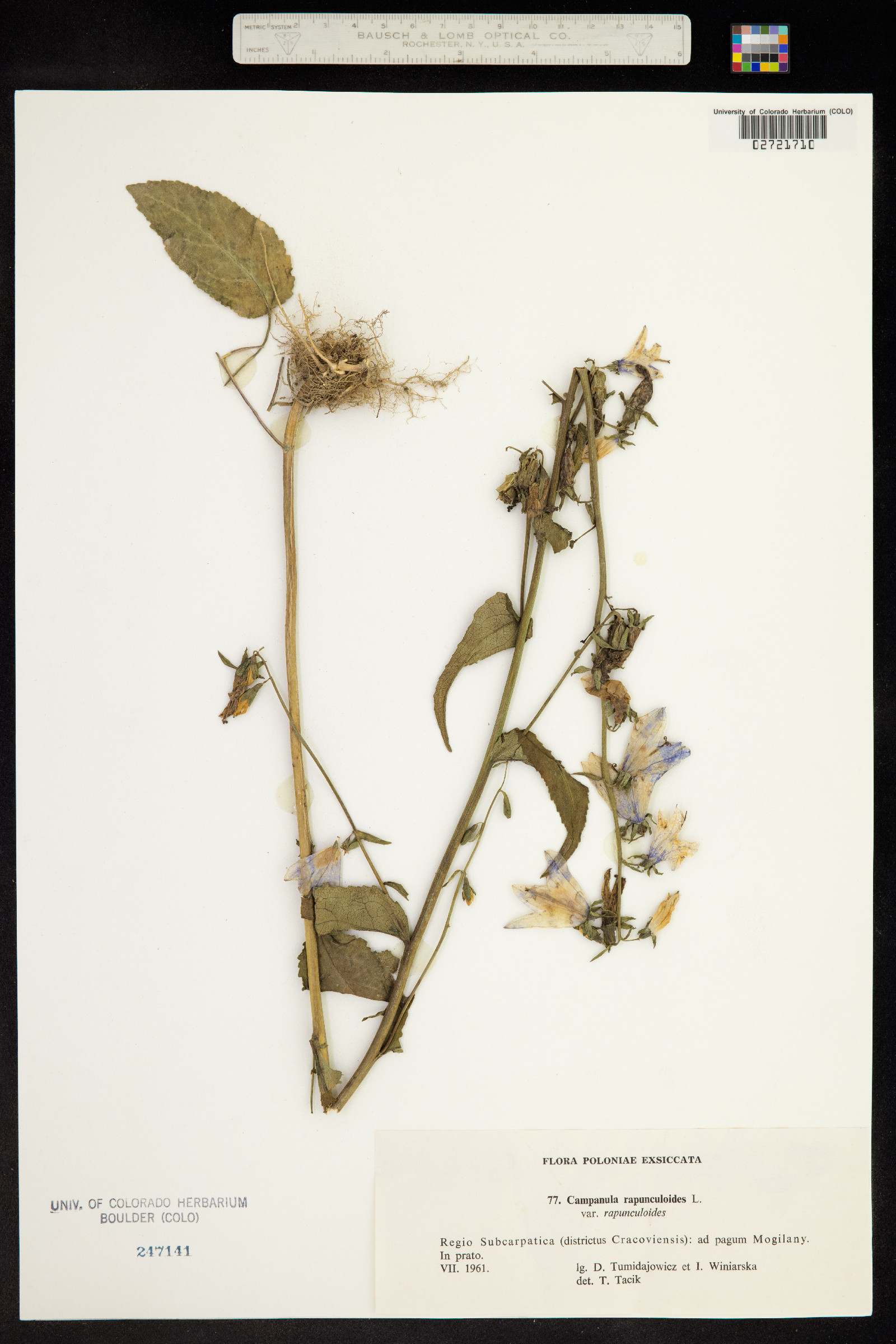 Campanula rapunculoides image