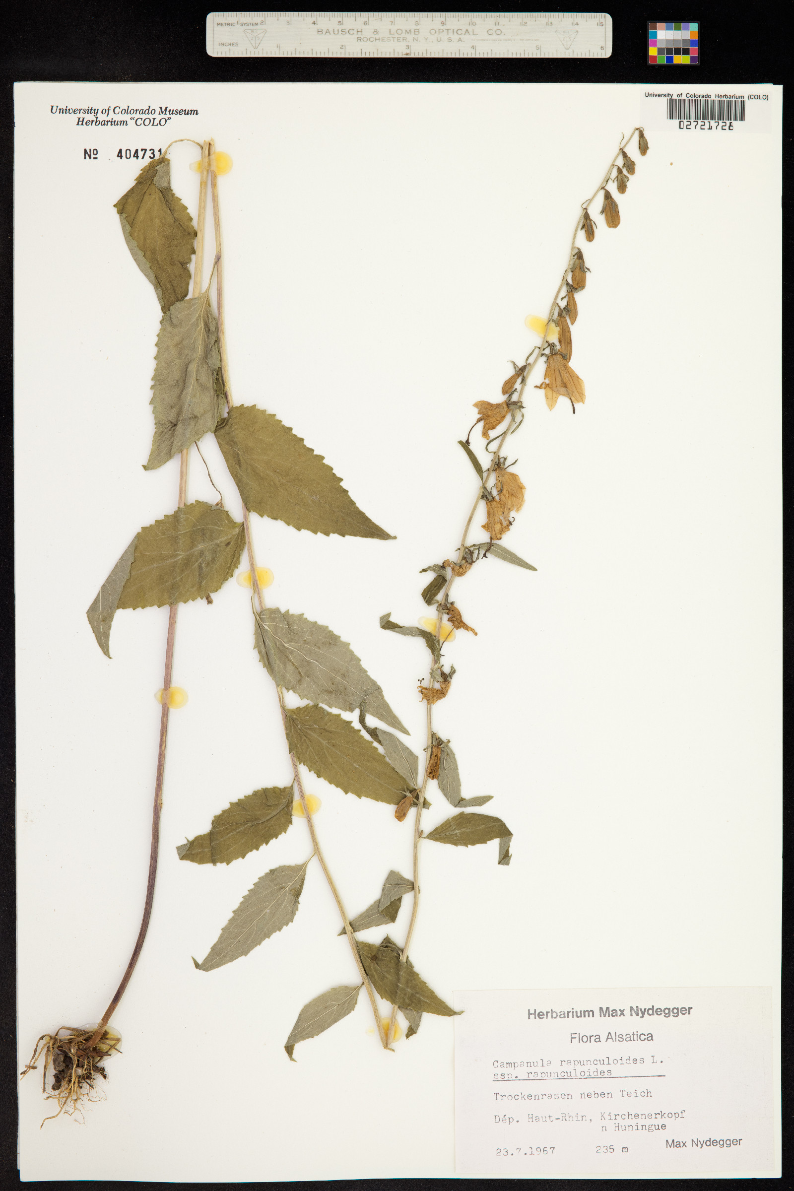 Campanula rapunculoides image
