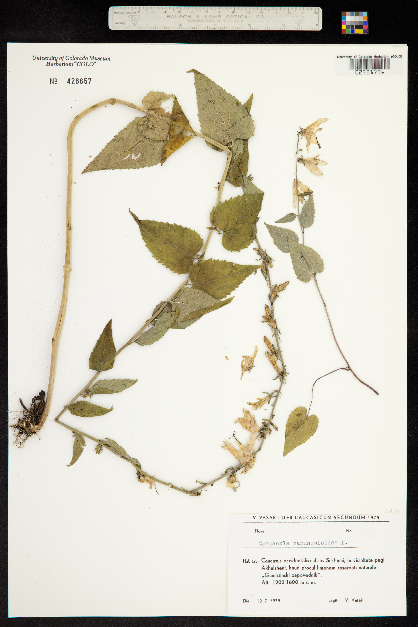 Campanula rapunculoides image