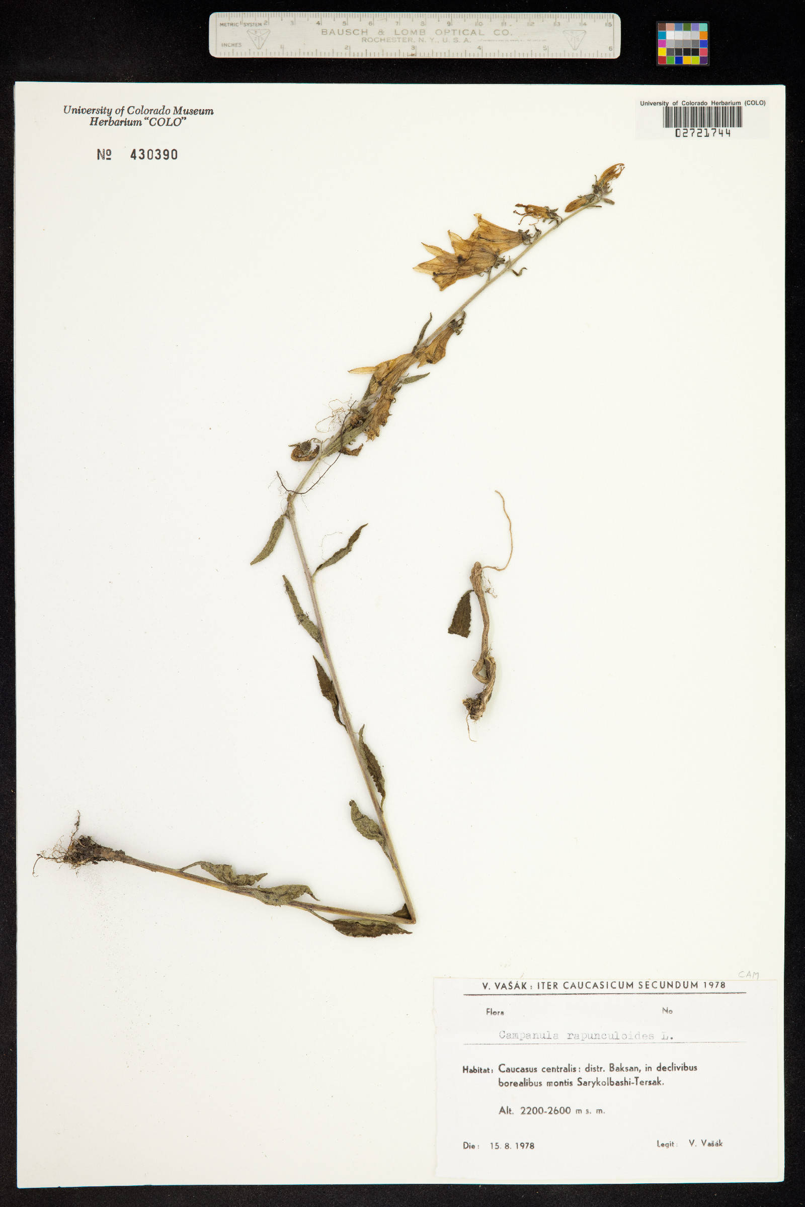 Campanula rapunculoides image