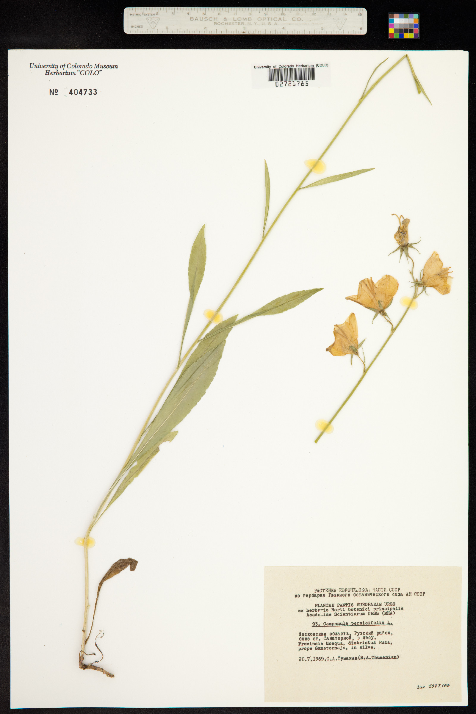 Campanula persicifolia image