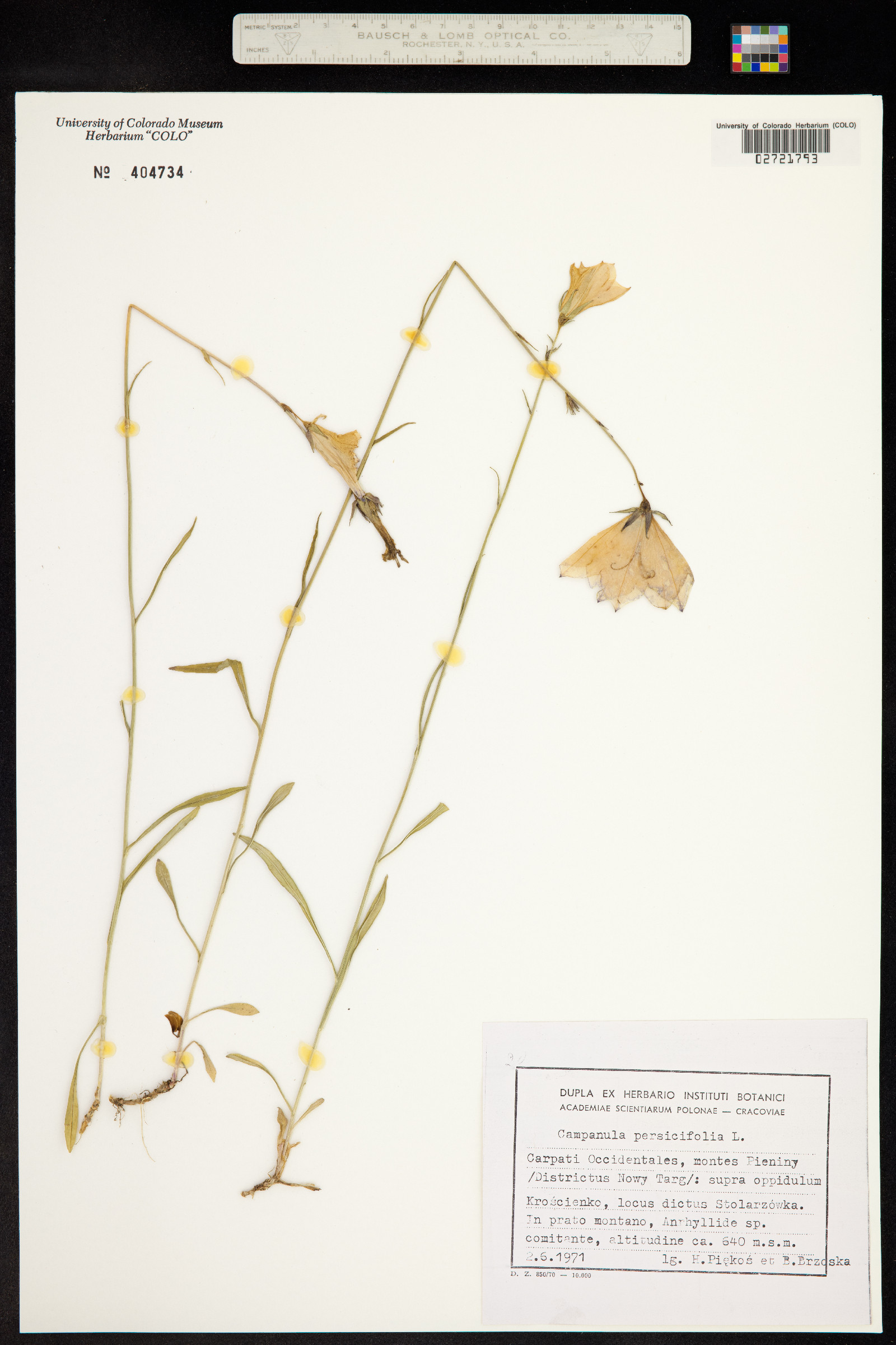 Campanula persicifolia image