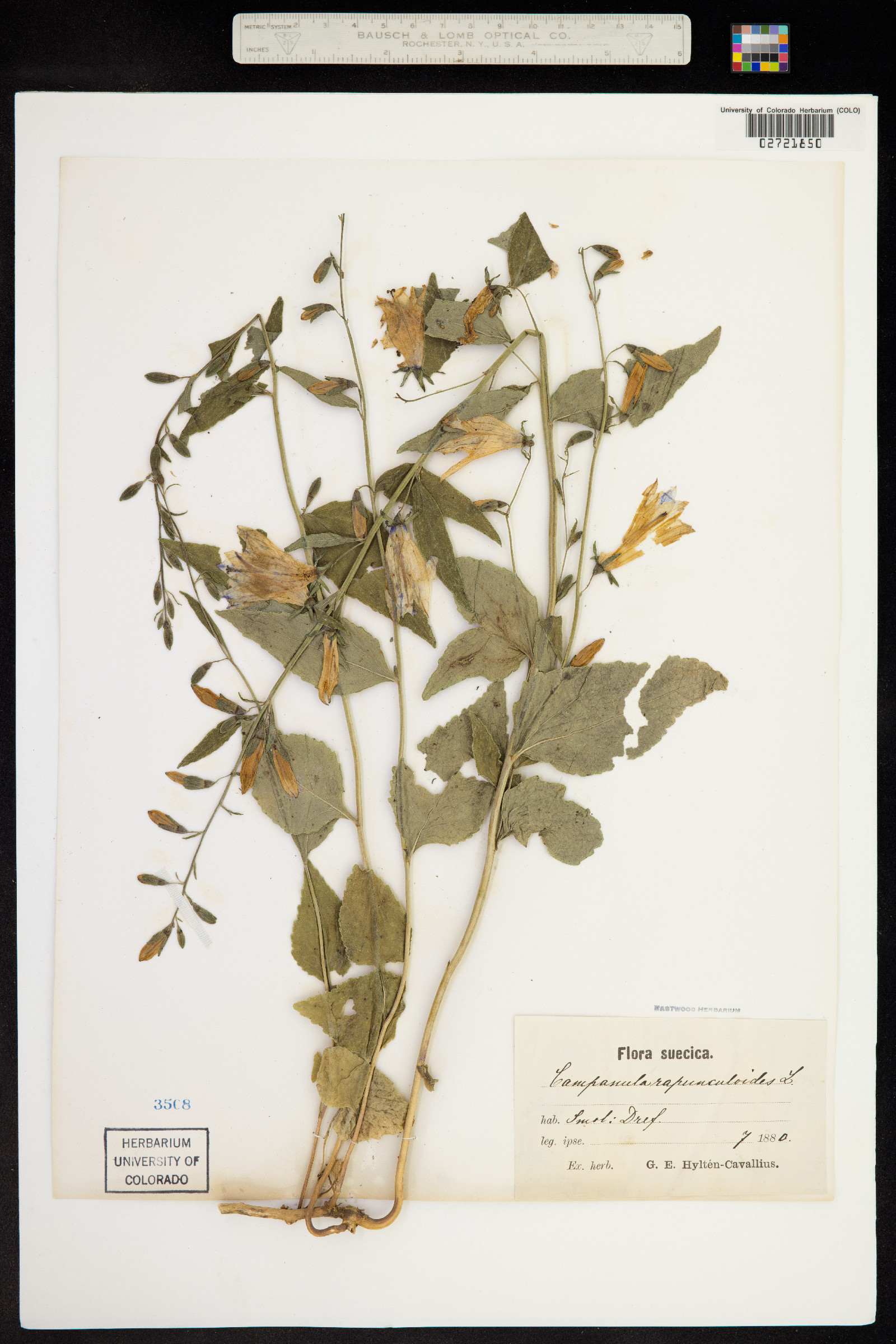 Campanula rapunculoides image