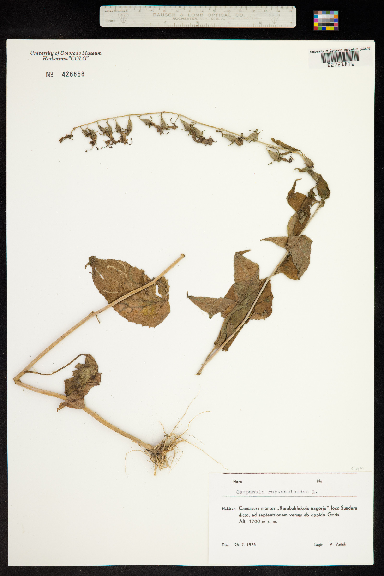Campanula rapunculoides image