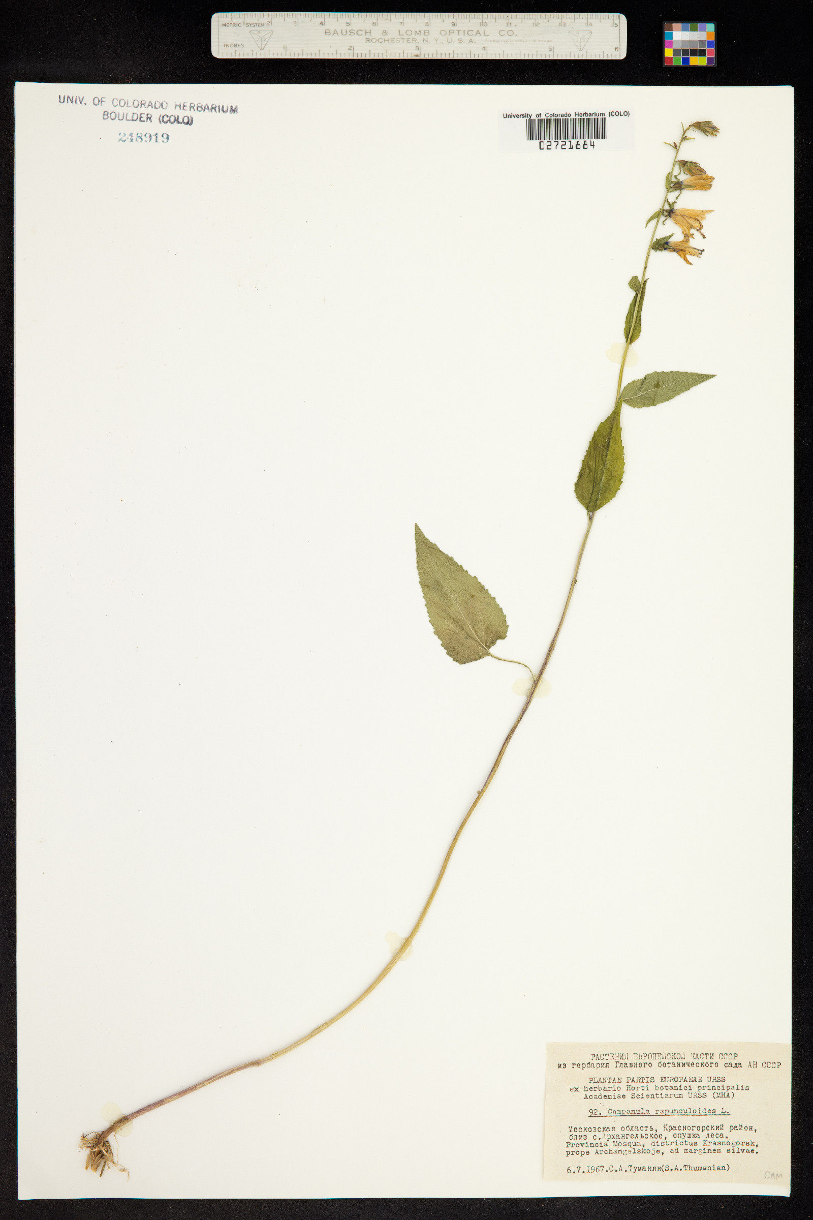 Campanula rapunculoides image