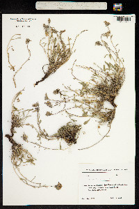 Campanula bellidifolia image