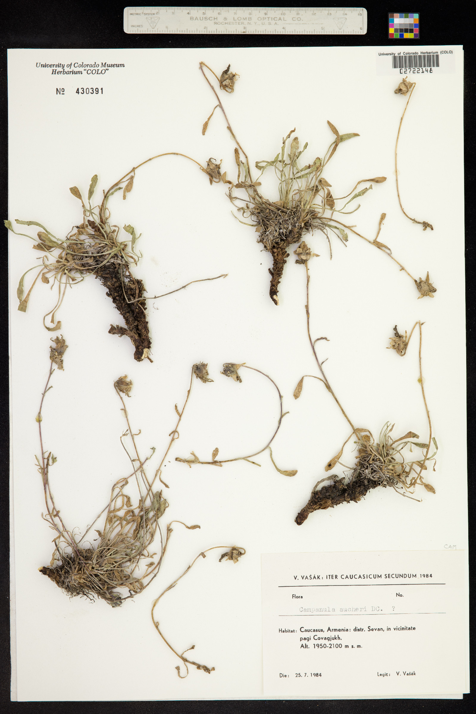 Campanula bellidifolia ssp. aucheri image