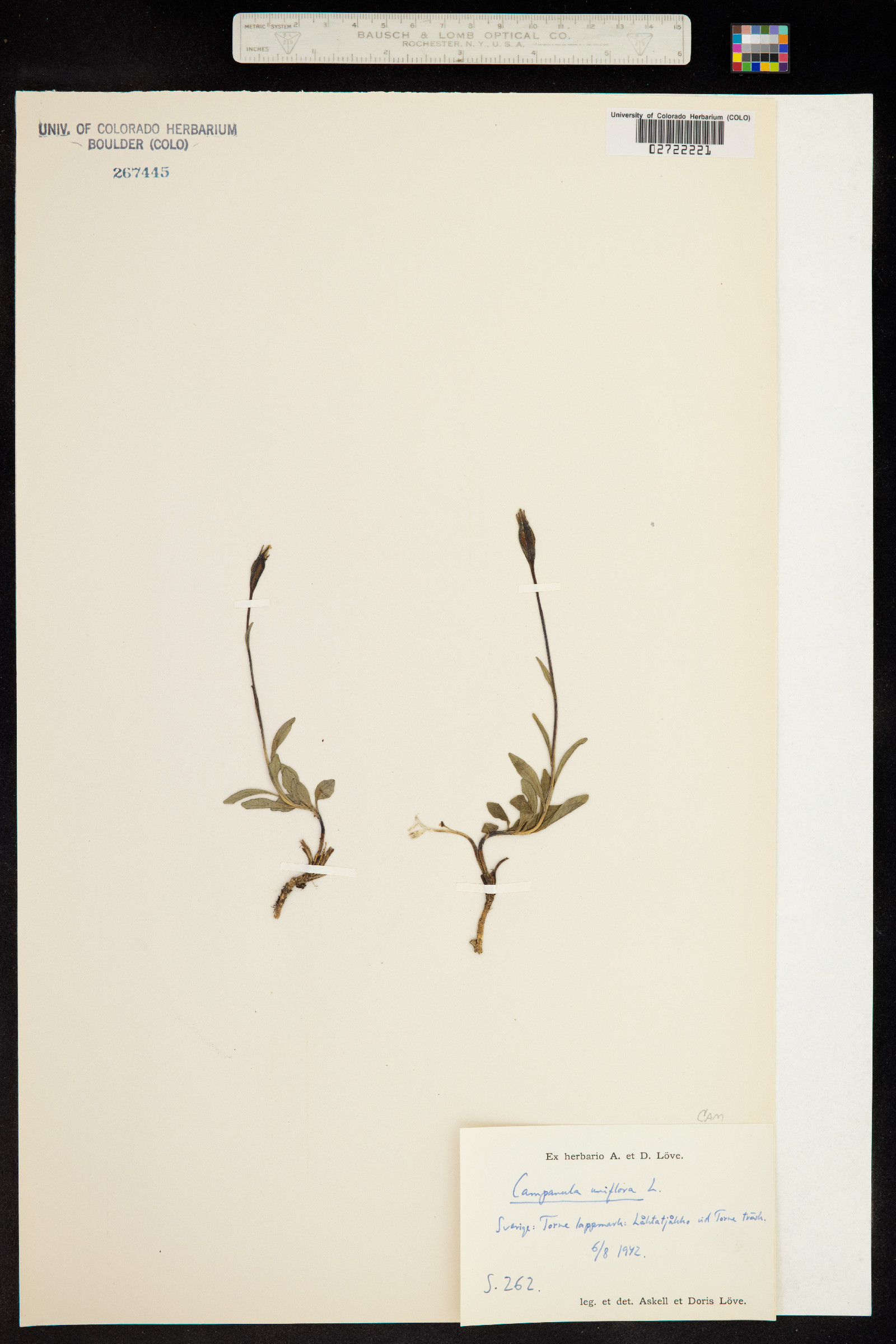 Campanula uniflora image