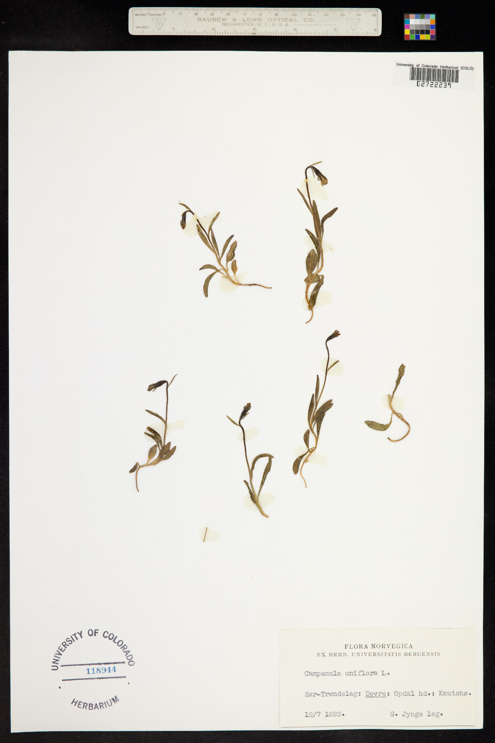 Campanula uniflora image