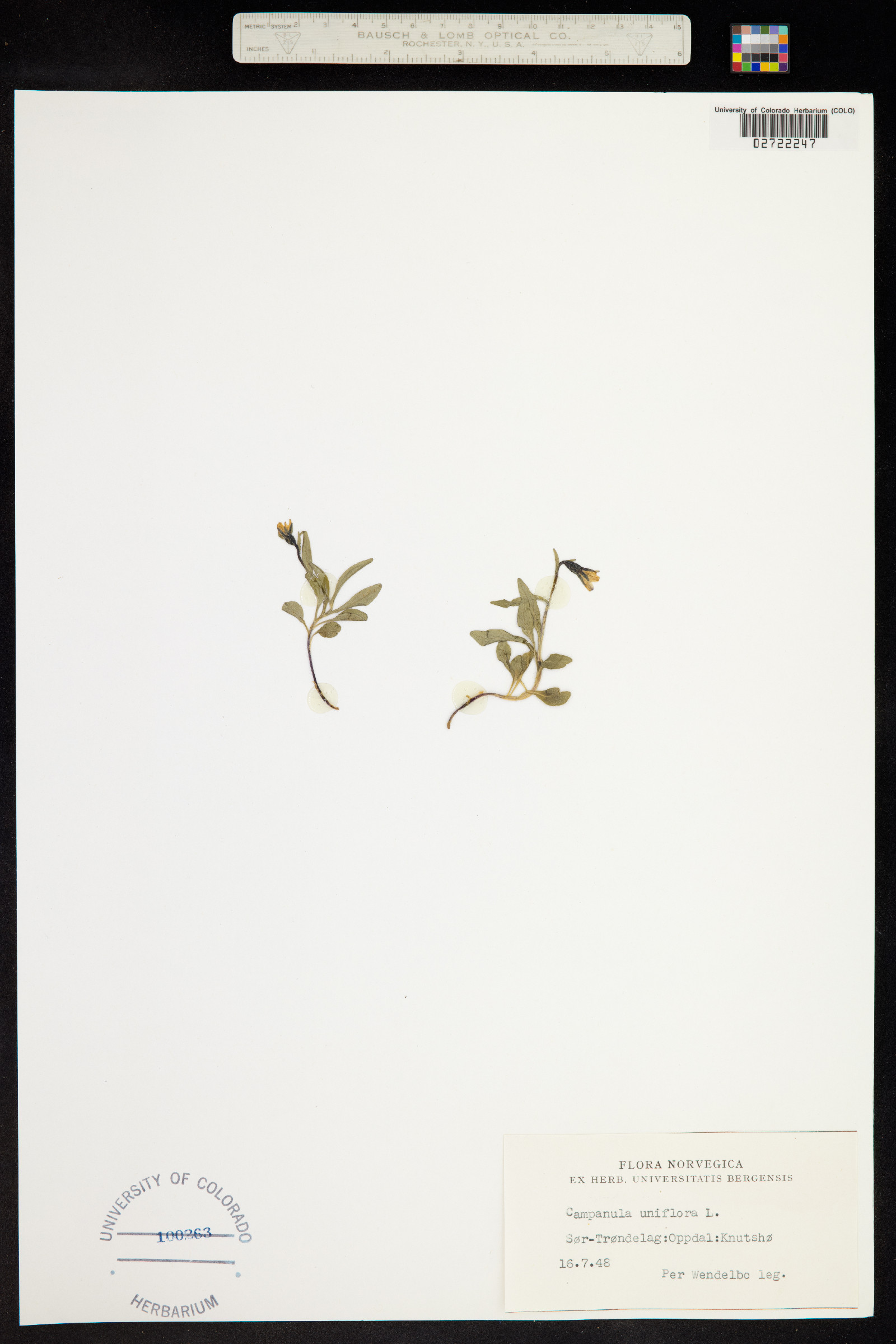 Campanula uniflora image