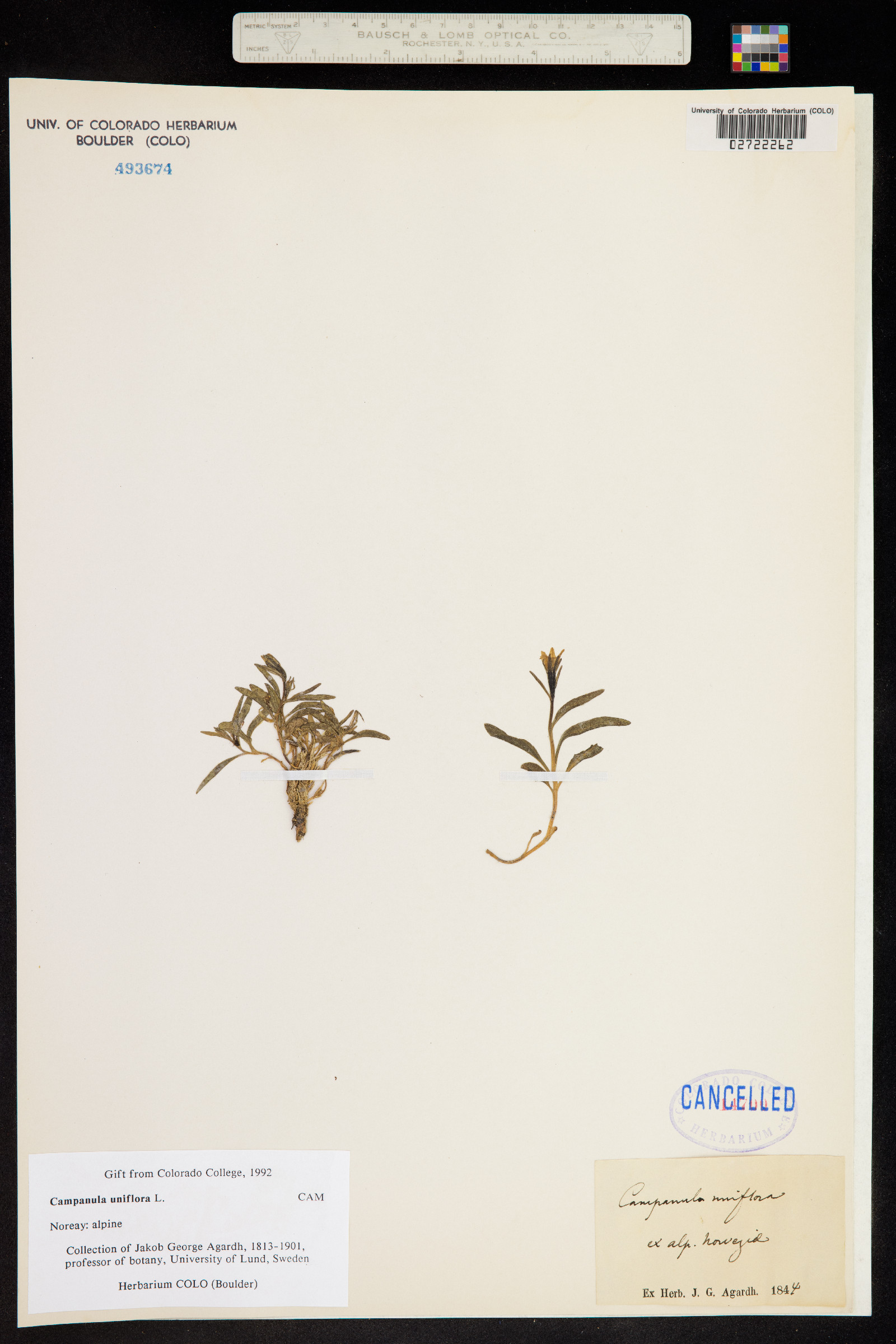 Campanula uniflora image
