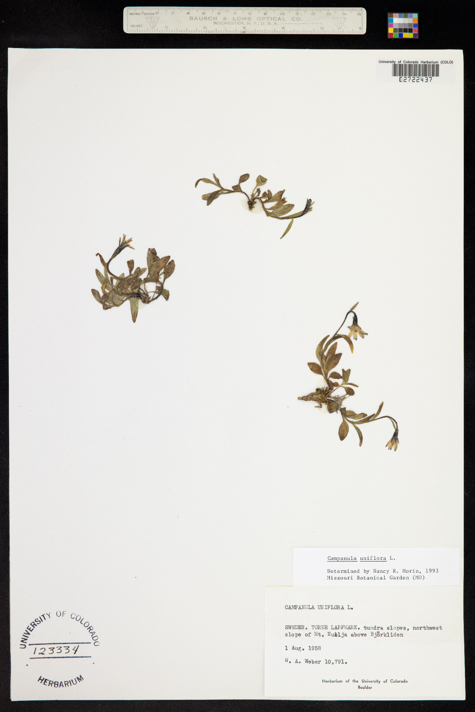 Campanula uniflora image
