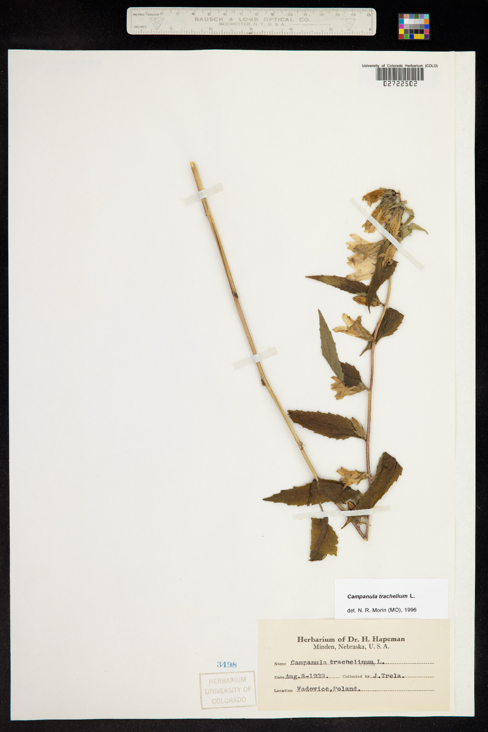 Campanula trachelium image