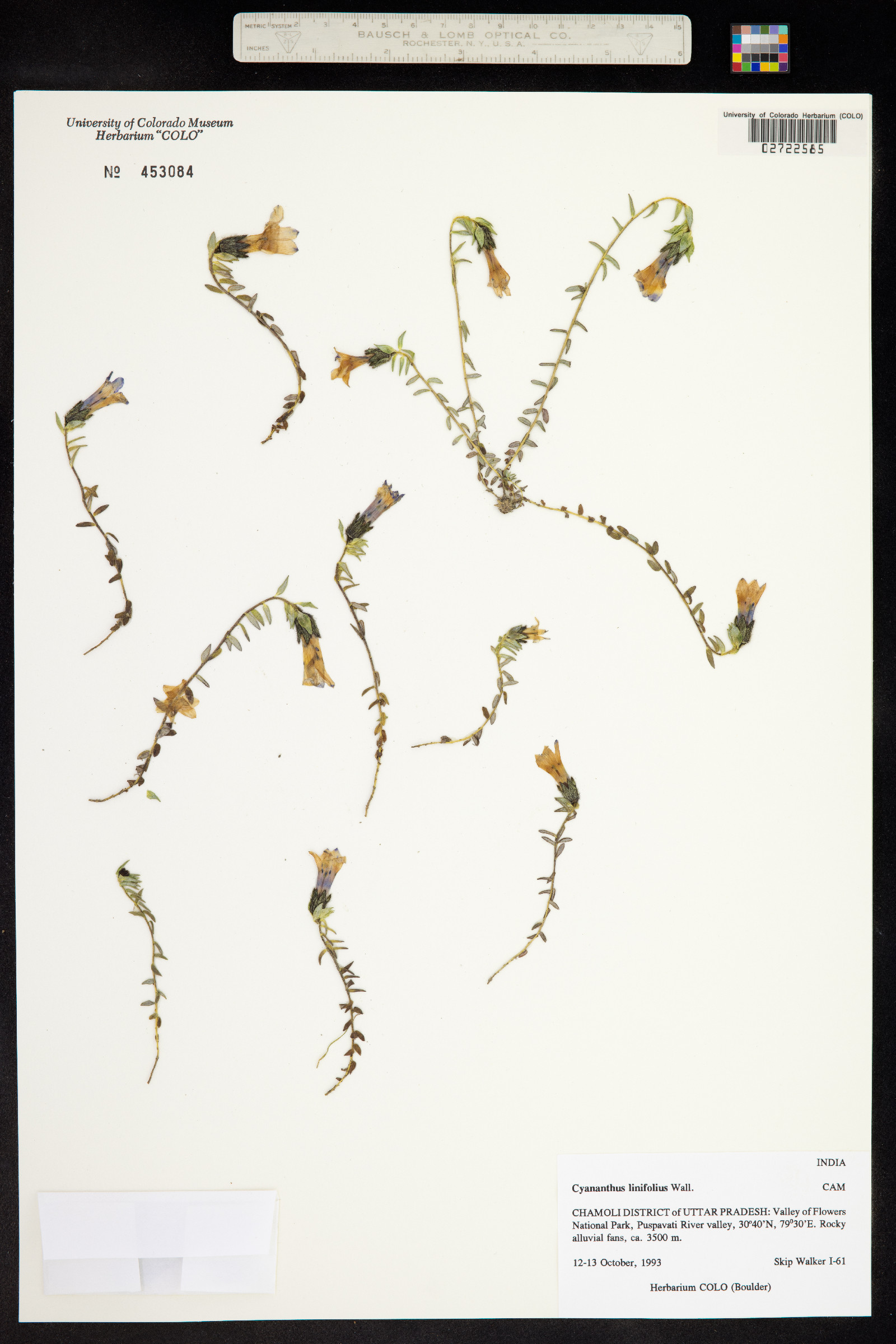 Cyananthus microphyllus image