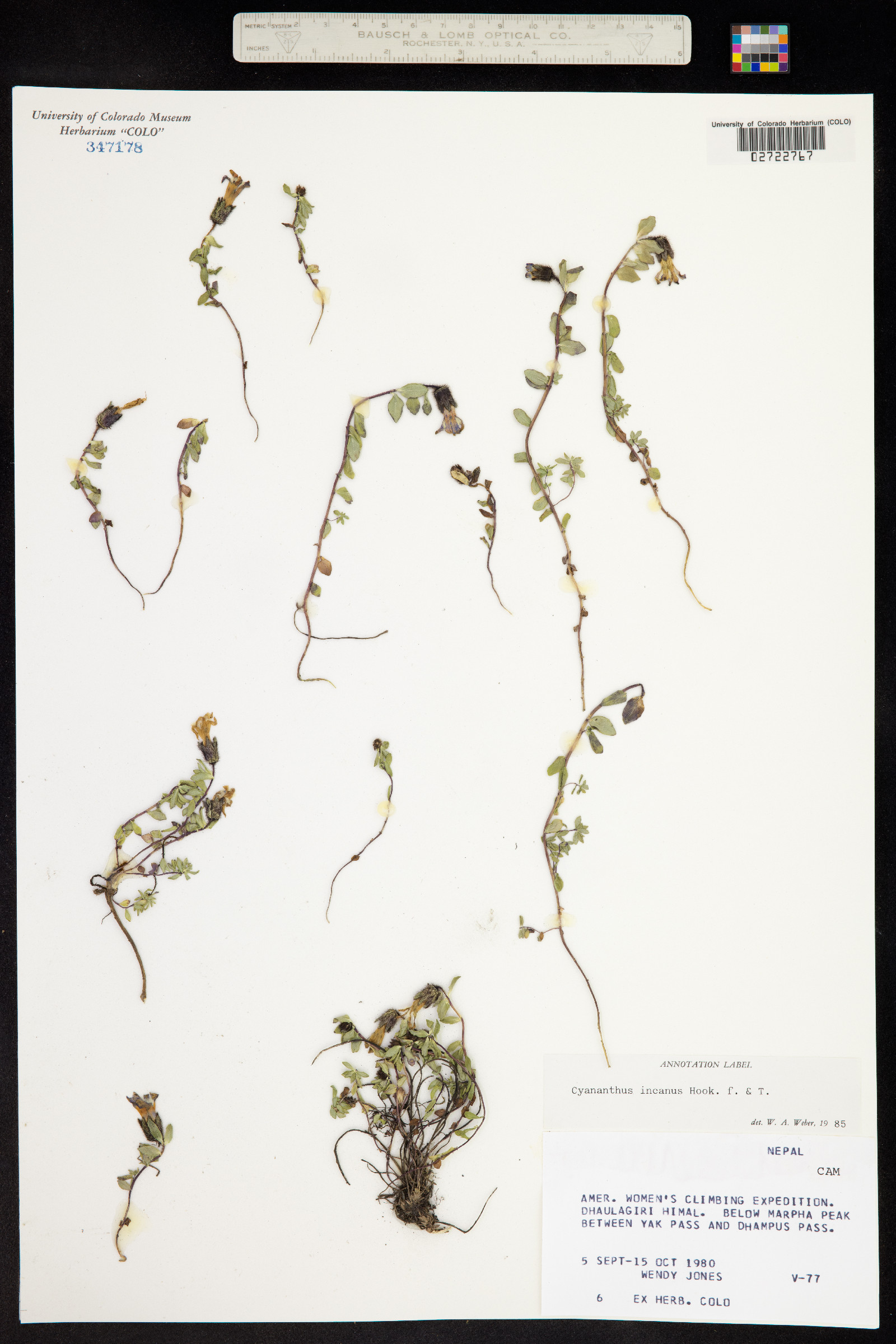 Cyananthus incanus image
