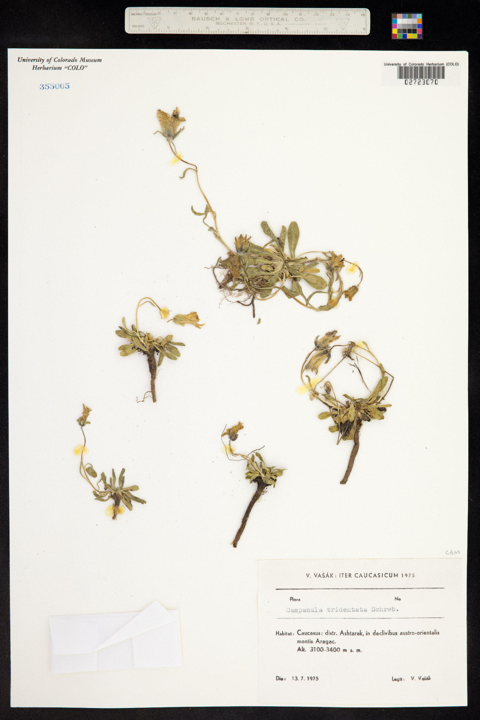 Campanula tridentata image