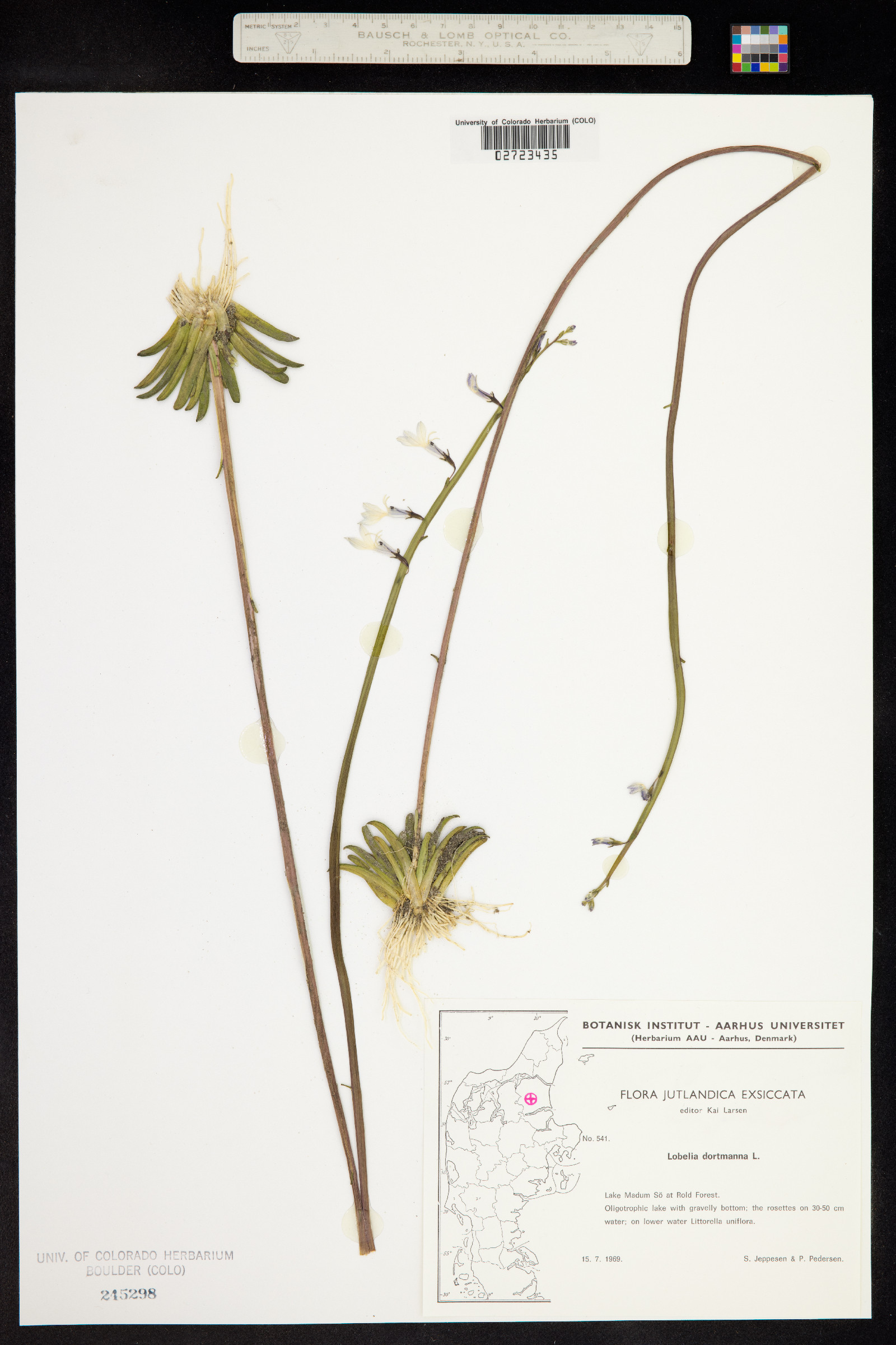 Lobelia dortmanna image