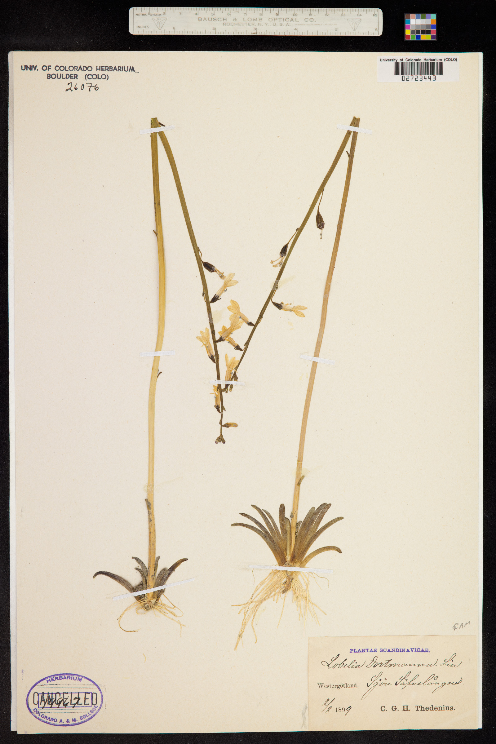 Lobelia dortmanna image
