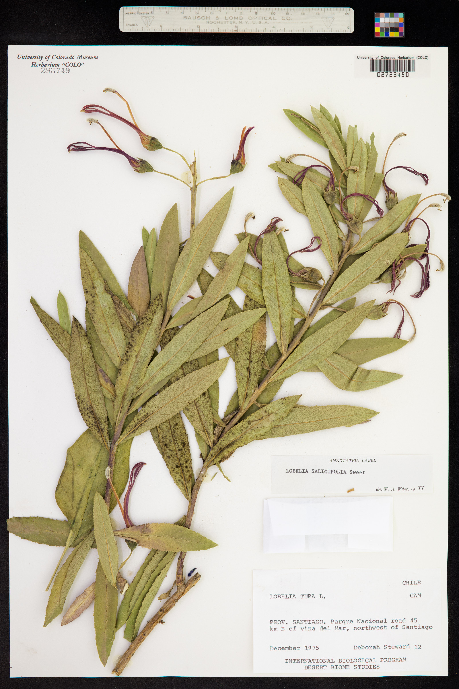 Lobelia excelsa image