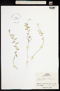 Image of Lobelia chinensis