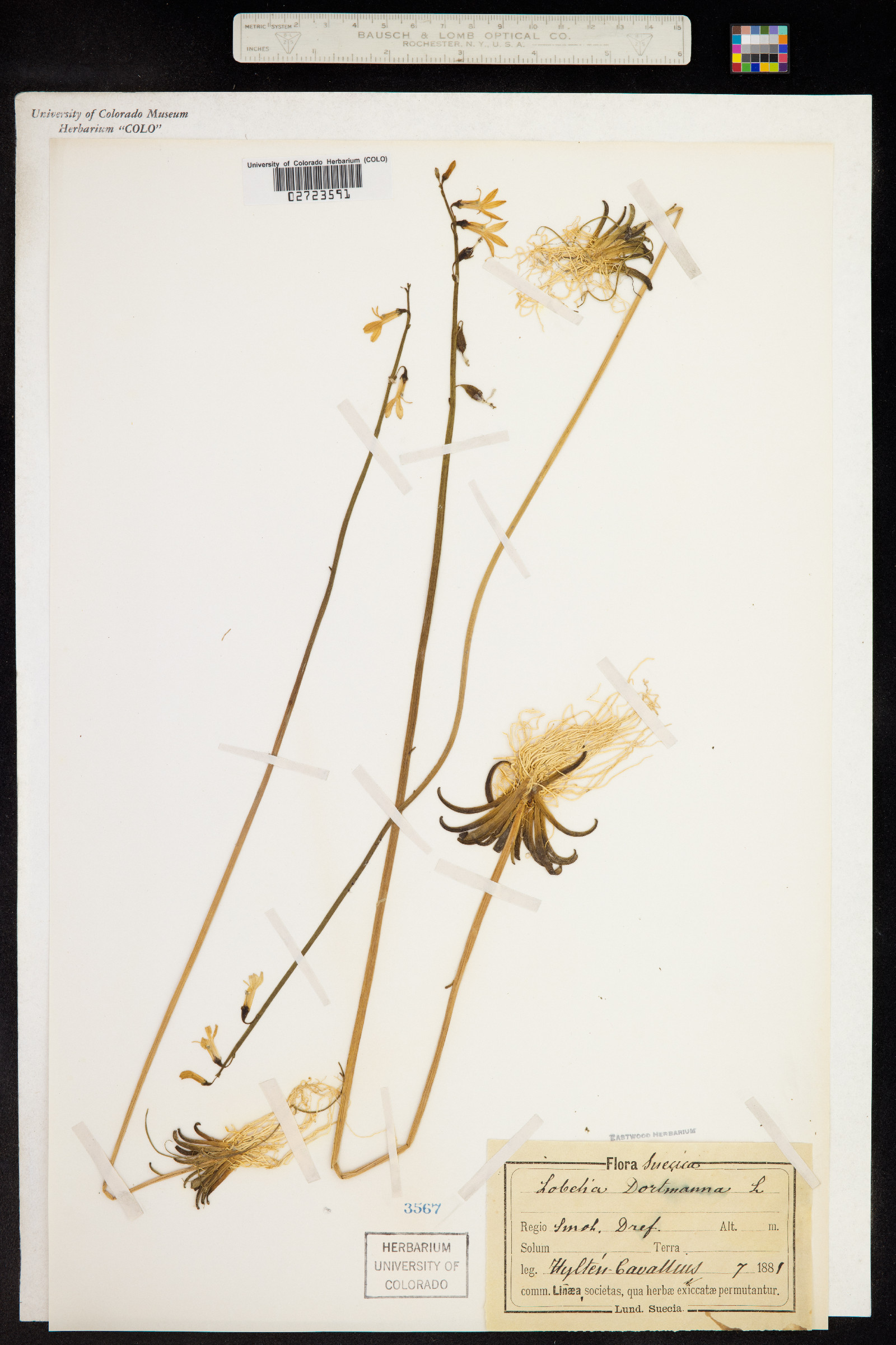 Lobelia dortmanna image