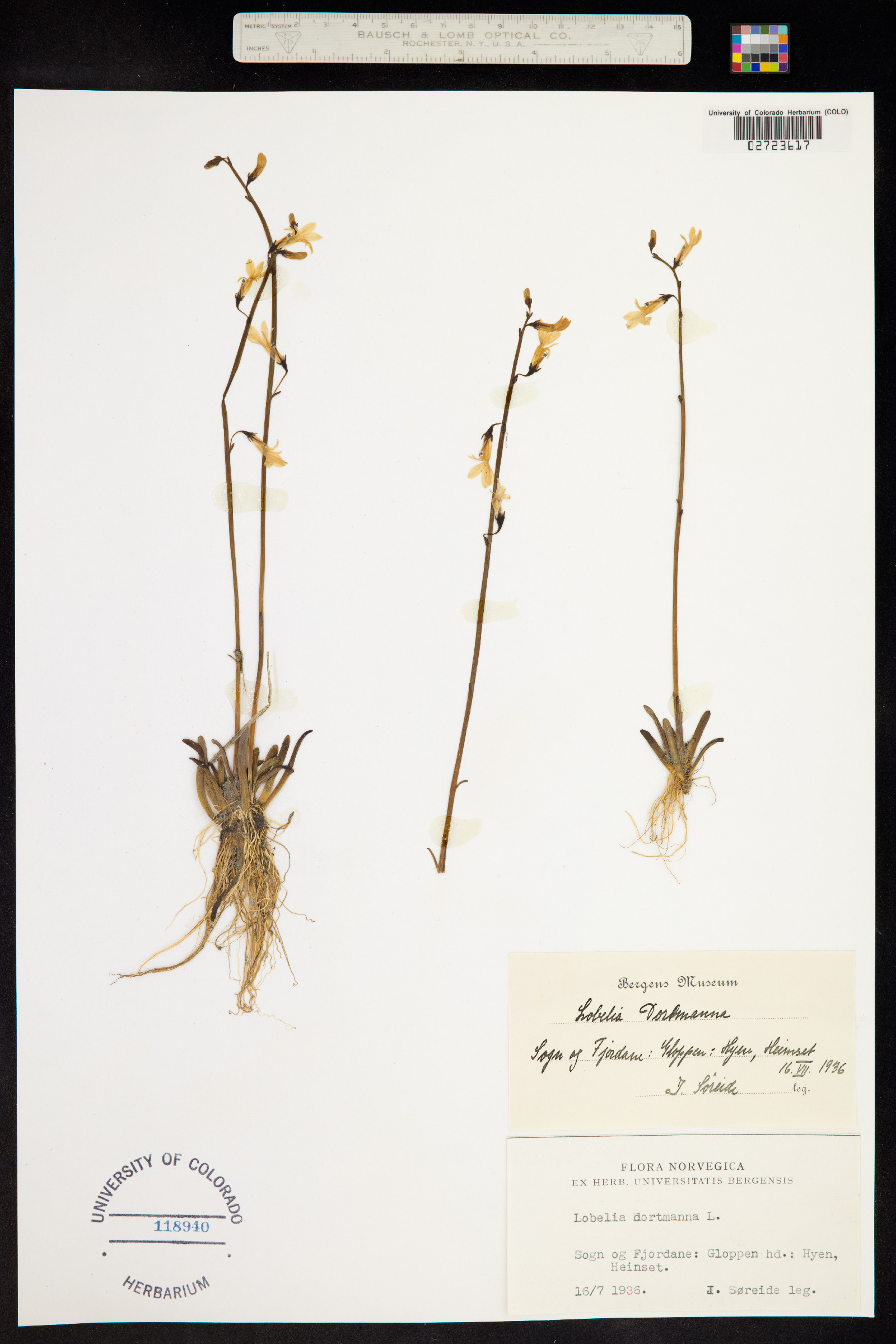 Lobelia dortmanna image