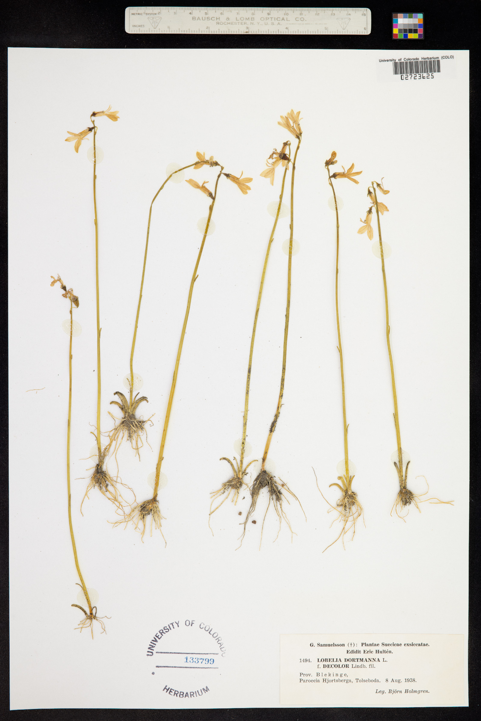 Lobelia dortmanna image