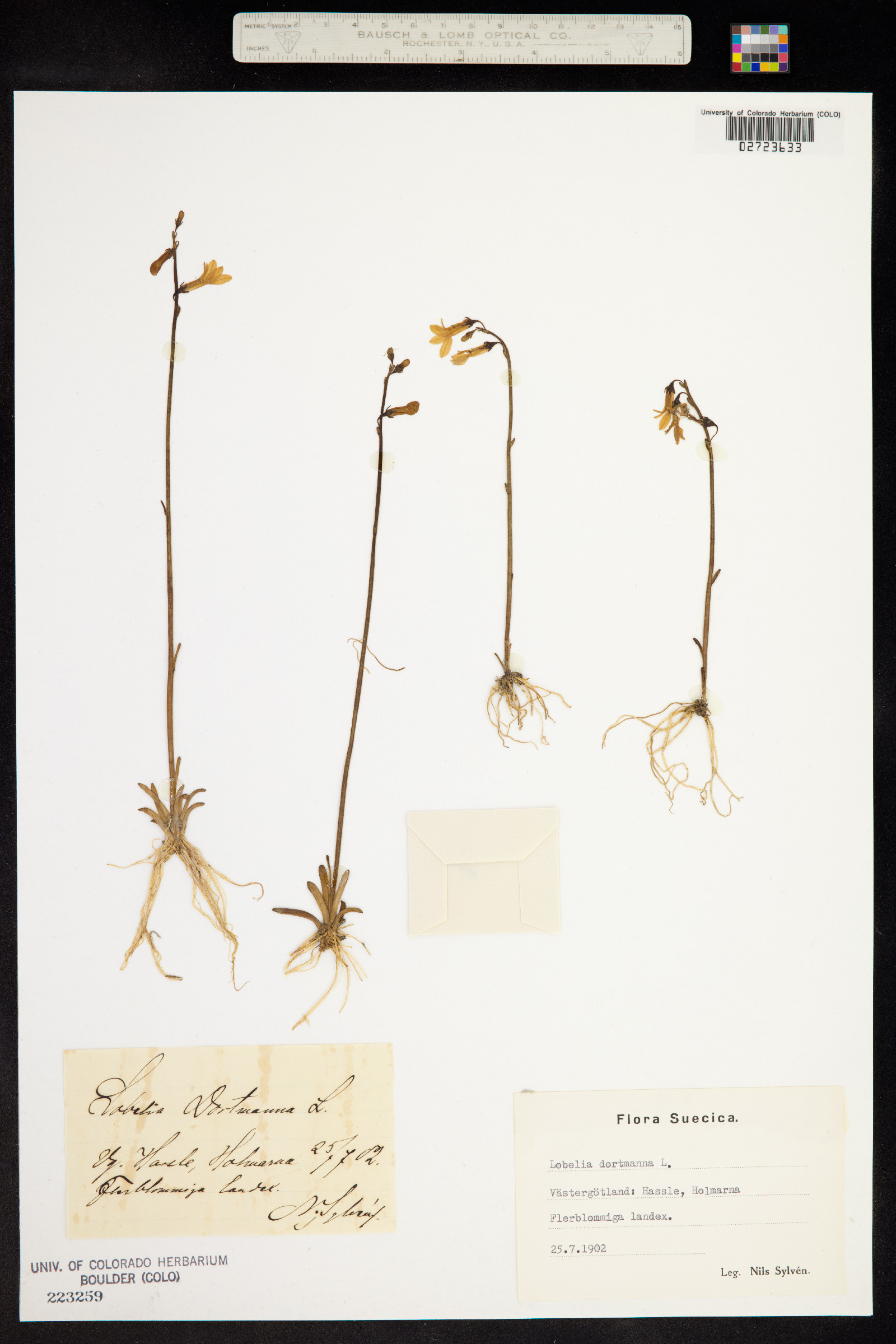 Lobelia dortmanna image