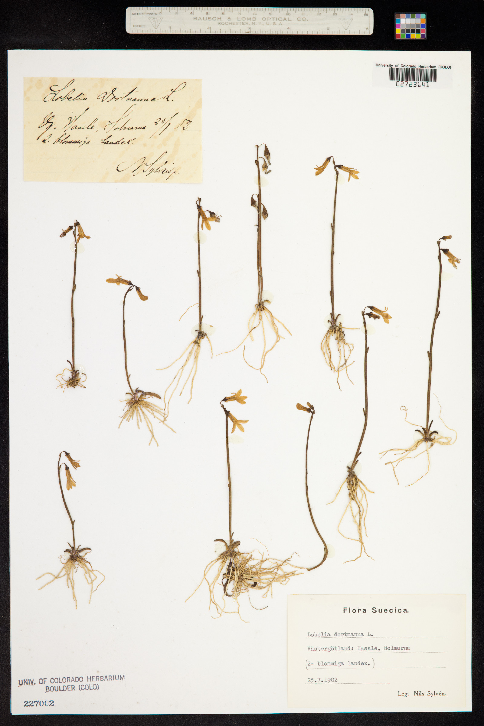 Lobelia dortmanna image