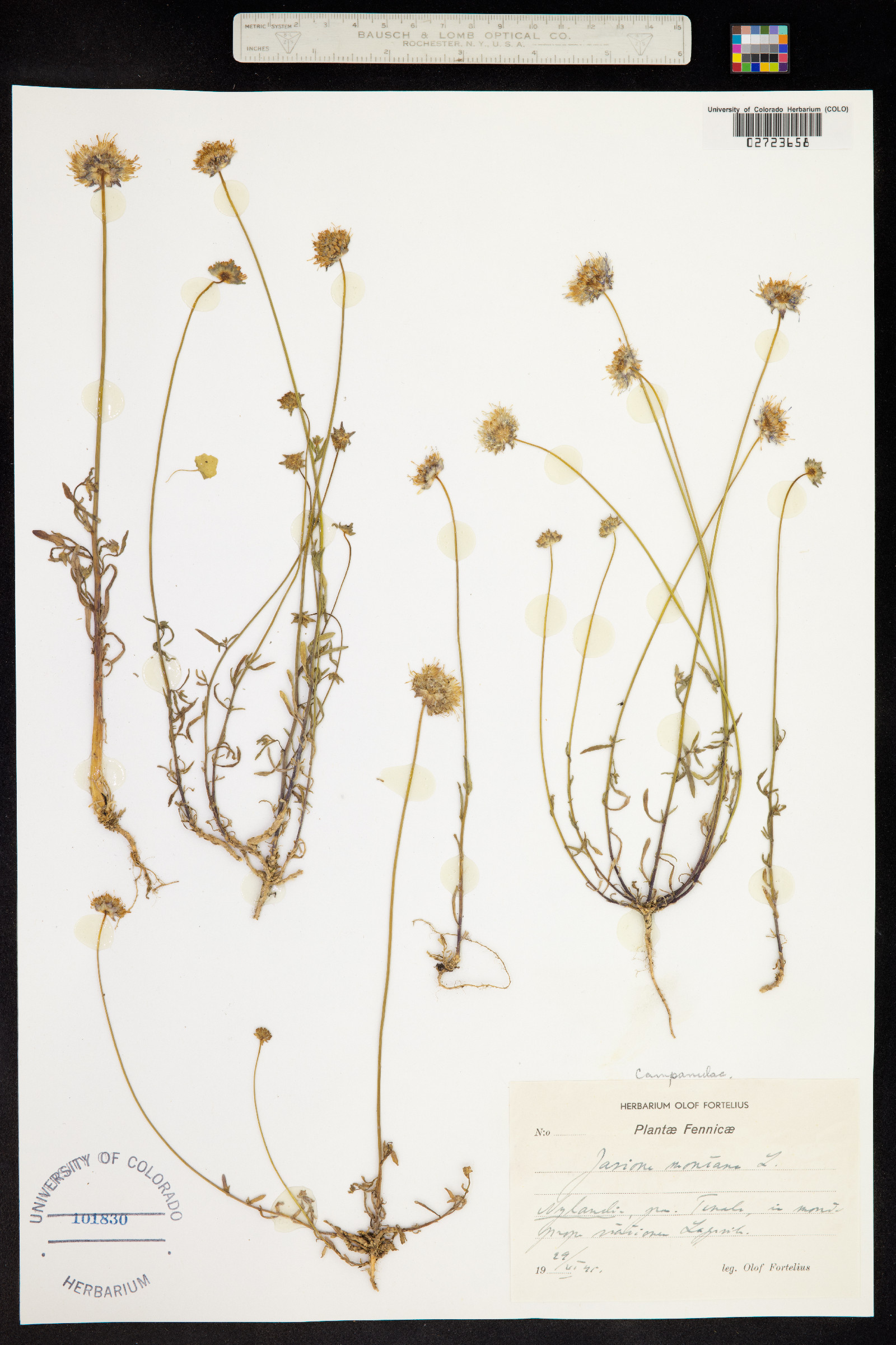 Jasione montana image