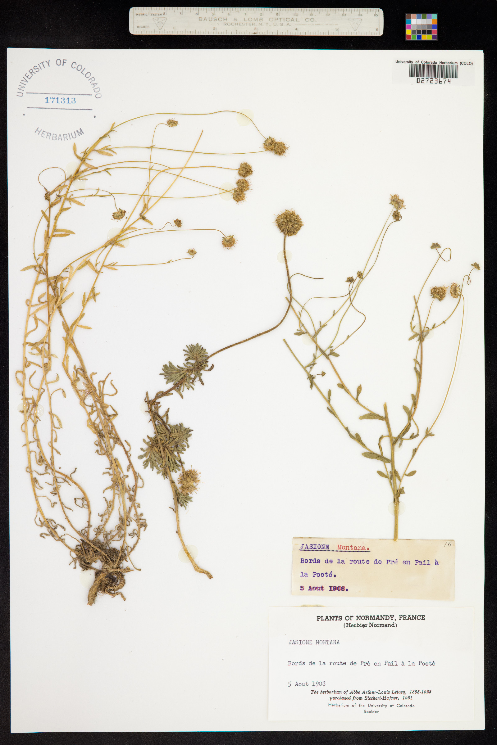 Jasione montana image