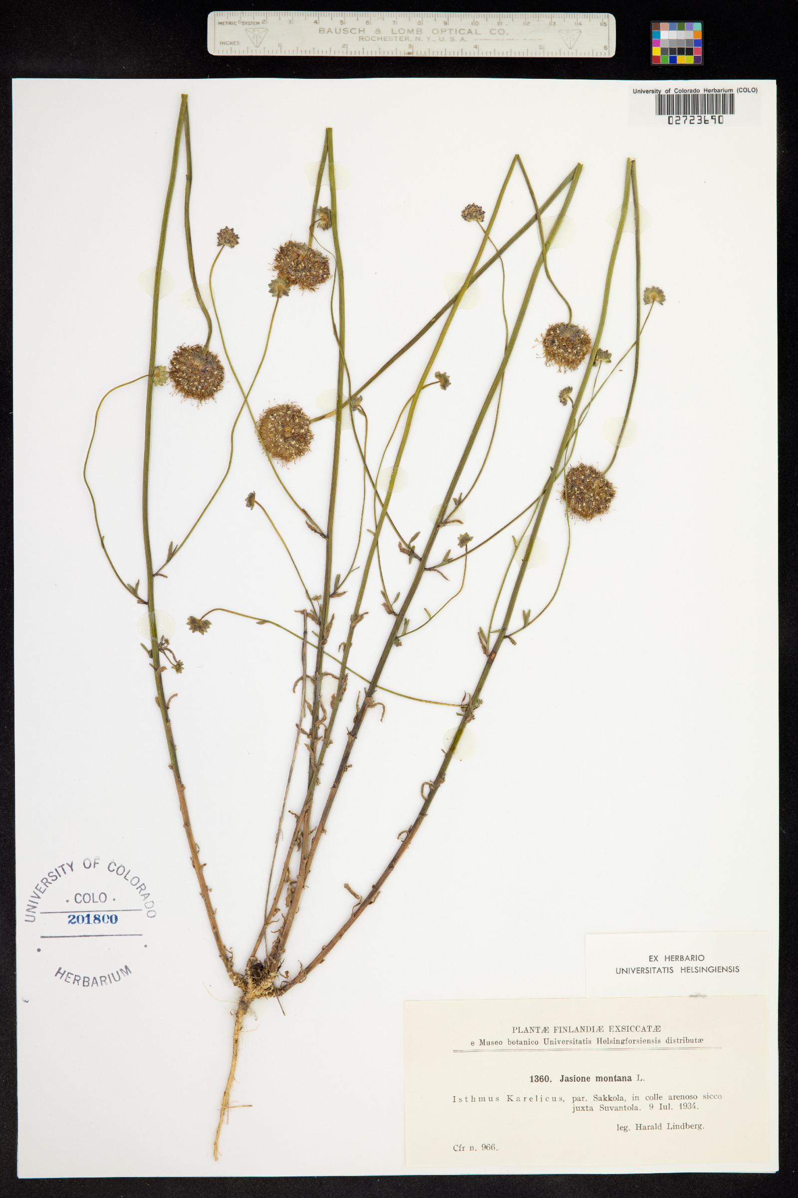 Jasione montana image