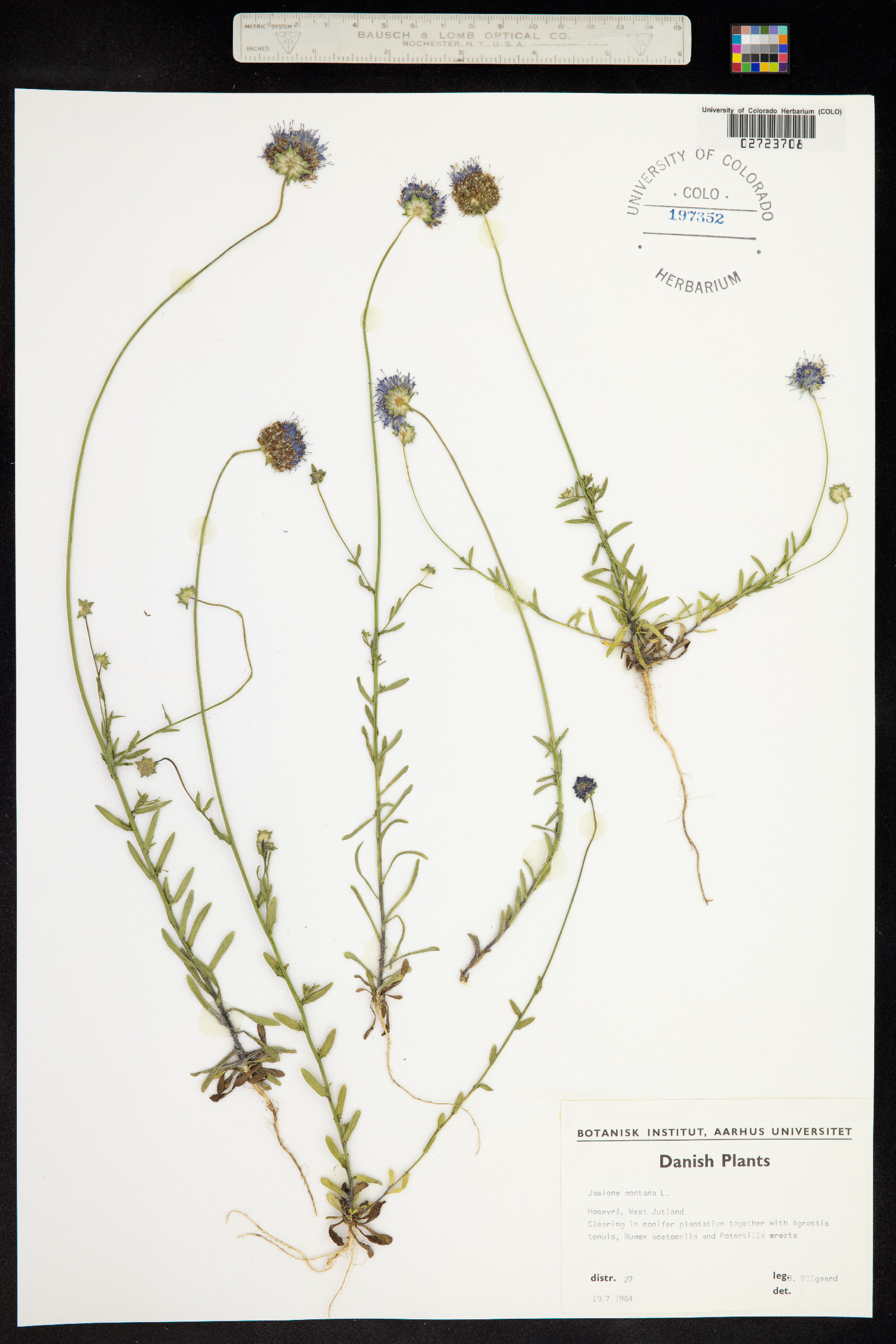 Jasione montana image