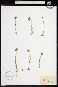 Jasione perennis image