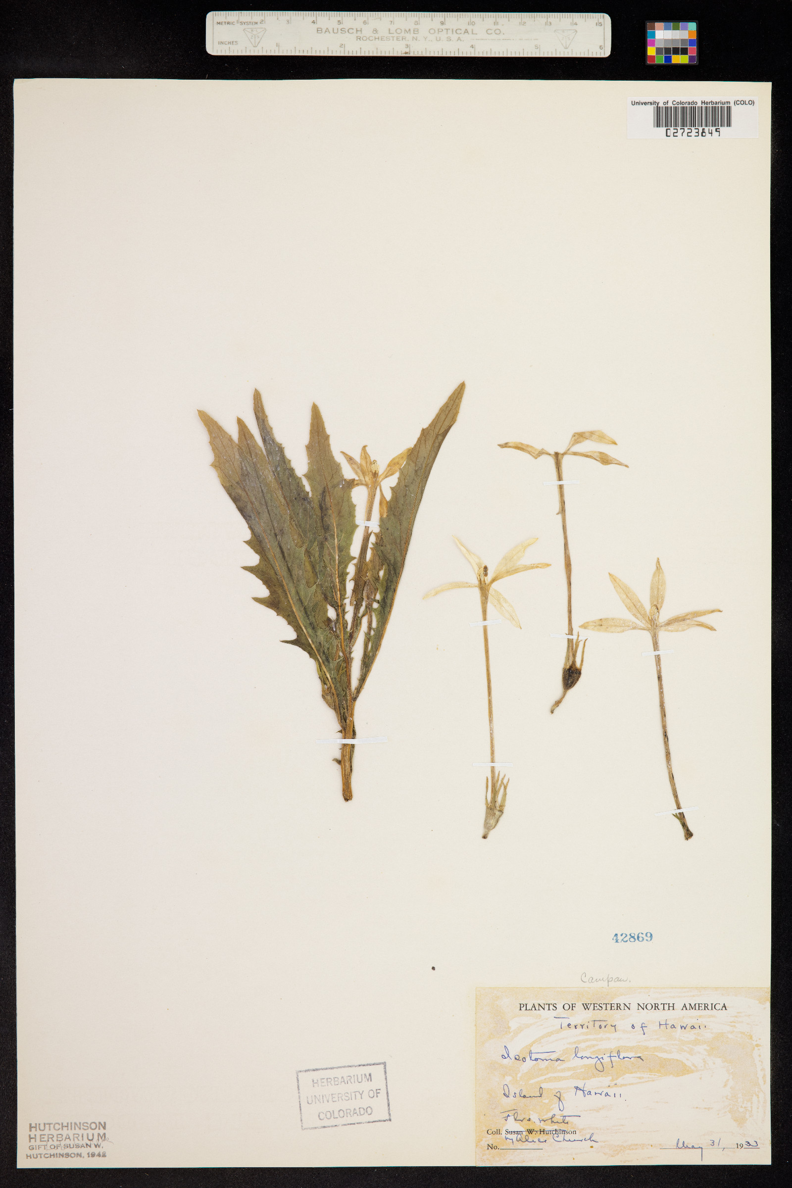 Hippobroma longiflora image