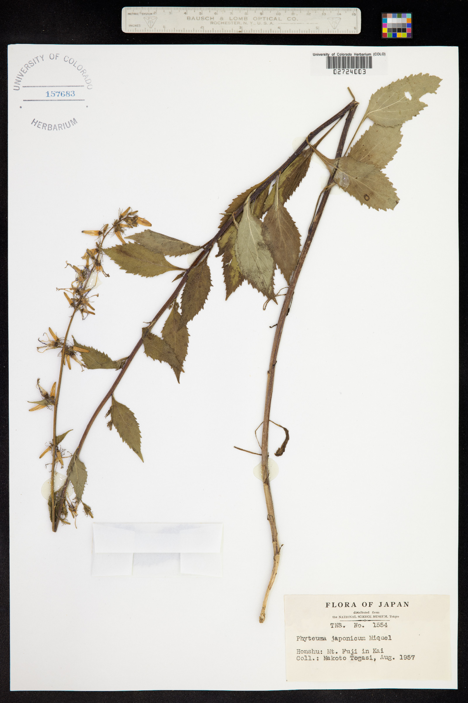 Asyneuma japonicum image