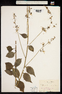 Asyneuma japonicum image