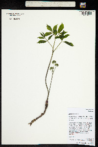 Aralia nudicaulis image