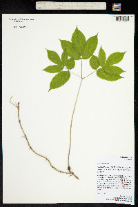 Aralia nudicaulis image