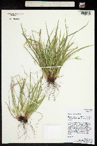 Carex saximontana image